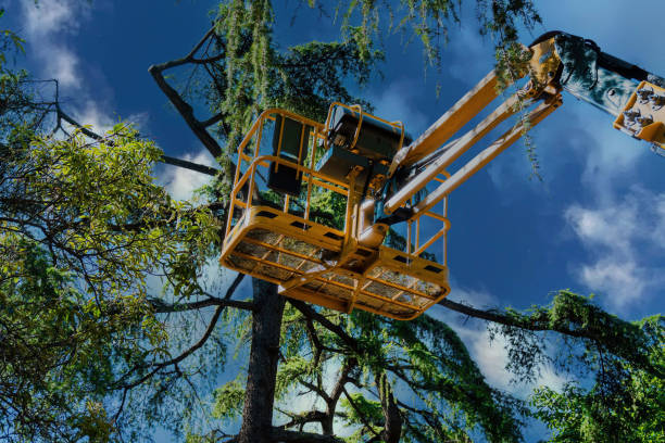 Large Tree Removal in Eureka Mill, SC